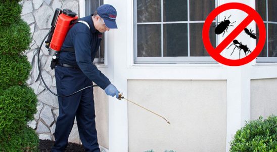 Dazkırı Kemirgen İlaçlama böcek ilaçlama ve haşere kontrolü — ilaclama-tr.com